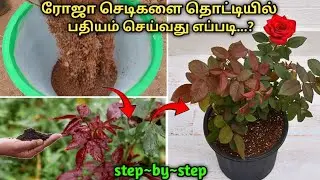 ரோஜா செடிகளை தொட்டியில் பதியம் செய்வது எப்படி step by step... #rosecaretipstamil #rnanurserygarden