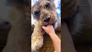 Big Cat Nose Boops! SO CUTE