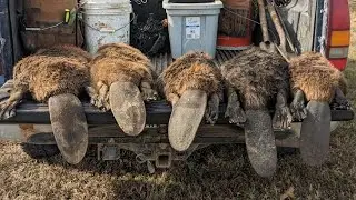 Beaver. How many make up a colony? #billingsleybrandlures #trapper