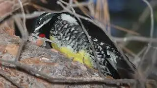 Williamson's Sapsucker Call Video- Peaceful Nature Sounds Relaxation