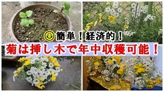 🌼菊の再生栽培は無限で現実的で経済的：1年間でこれだけ増えました！@ベランダ(水挿し・土挿し)