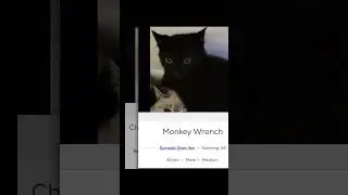 Silly Cat Names on PetFinder Part 11 #cats #catlover