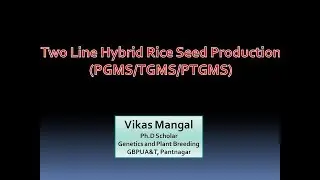 Two Line Hybrid Rice | EGMS System | By Vikas Mangal