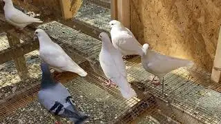 white pigeon loft or racing pigeon loft