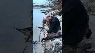 No bs foot hold with a beautiful beaver.
