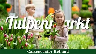 Tulpenmarkt 2025 | Gartencenter Holland