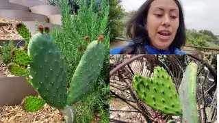 Prickly pear  Cactus vs. Cactus Pad (Nopalitos / Tuna) 🌵 ♥️ Should You add mulch? See why or why not