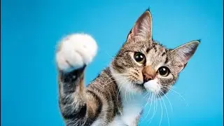 Tudo Sobre os Gatos: Discovery Channel | Document&aacute;rio Dublado