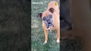 🫢😹Dog, monkey short🤣||Animal Funny||scopin||#031 #funny #animal #ytshorts #shorts #dog #monkey