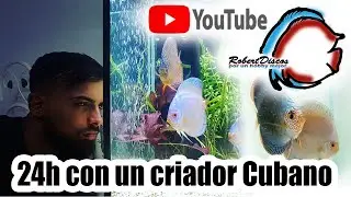 24h de mi dia como criador de peces discos en Cuba