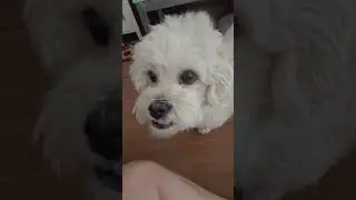 getting shot tricks by smoodle #rnkdoggo#comel#かわいい#可爱的#schattig#cute