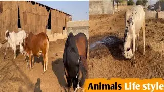 Kamran CaTTle FaRm |Asghar vlogs|♥️