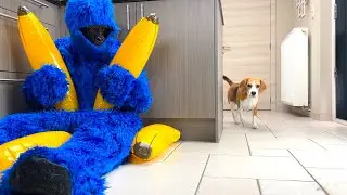Dogs Pranked by Blue Gorilla : Funny Dog Louie Ep2