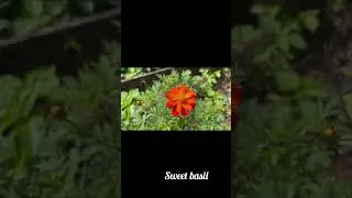 Zone 10b plants