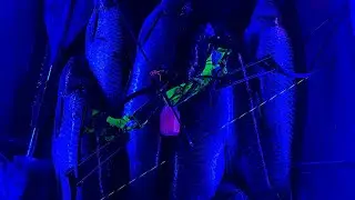 Lake Austin Grass Carp Bowfishing