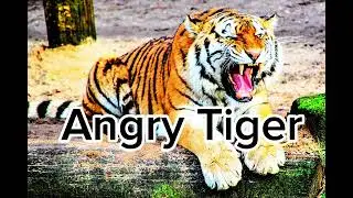 Angry Tiger sound