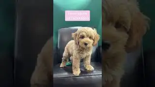 Best Companion Puppies: The Cockapoo