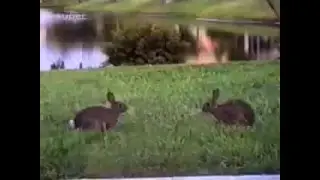 Hauska video. el&auml;imet