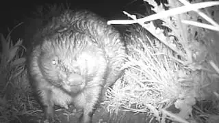 Bever met jongen compilatie