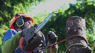 TRAVAUX D'ELAGAGE GRDE