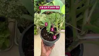 How to #save #money while #shopping for your #garden