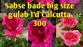 sabse bade size ka gulab ! I'd Calcutta 300.