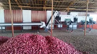 कांदा ग्रेडिंग पॅकिंग मशीन - Kanda Grading Machine