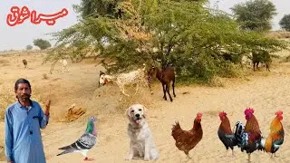 Desert lifestyle in Pakistan | Gaon ki lifestyle in Punjab | apni lifestyle Desert me Apna Shouq