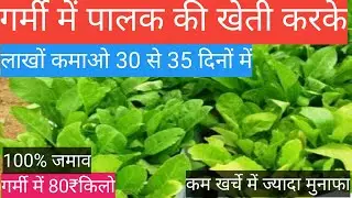 Garmiyon mein palak ki kheti l गर्मी में पालक की खेती l palak ki kheti kab aur kaise karen A to z ja