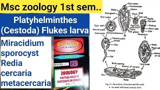 Msc zoology 1st semester invertebrate larva pg platyhelminthes || cestoda larva of liver fluke #2026