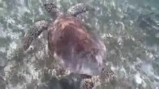 Br&eacute;sil, Arquip&eacute;lago dos Abrolhos - Tortue 3/3