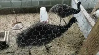 #Pavão branco com a calda aberta #construindo abrigo para os #emus
