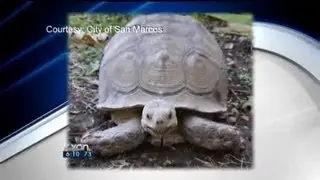 Shell shock: Lost turtle finds way home