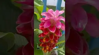 Torch Ginger plant zone 6b