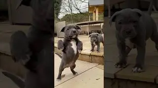 Raspy Puppy Barks & Garden Zoomies! | Blue Staffy Puppies Full of Energy