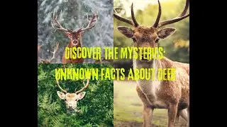 Discover the Mysteries: Unknown Facts About Deer