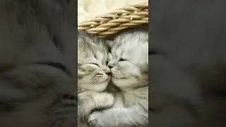 Very sweet kitten #funny ❣️❣️