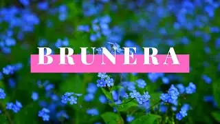 Brunera wielkolistna - Uprawa, wymagania, zalety