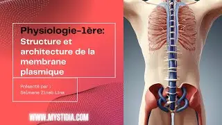 Structure et architecture de la membrane plasmique