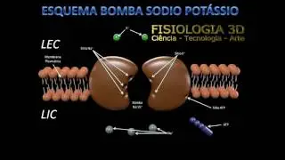 Bomba de Sódio e Potássio