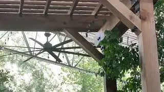 Large 8 Blade Ceiling Fans