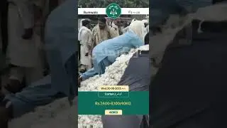 WhatsApp 0304-8107777 roz ki Mandi updates k liye. #zaraimandi #cotton #burewala