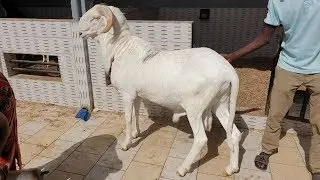 FOIRE ALETT 2020 BERGERIE ALMOURIDIYA