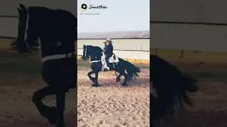 Any horse lover??