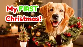A Golden Retriever's Funny Christmas Diary 2025! 🎄 (CUTE Dog Reactions!)