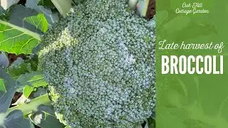 Late broccoli harvest in October