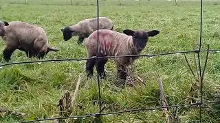 Утро в Ирландии. Овечки с ягнятами на прогулке. Видео #play #nature #