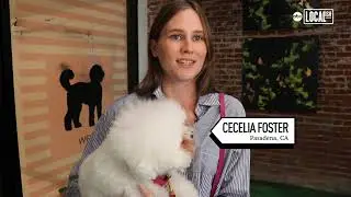 Luxury pet spa pampers dogs with high-end grooming, wholistic health care, and retail bling