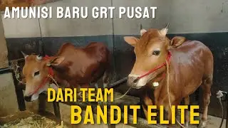 KEDATANGAN SAPI BARU DI KANDANG UTAMA GRT PUSAT. 4.September 2024