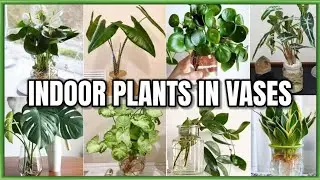 47 Indoor Plants in Vases to grow | Indoor Plants to grow in Water | Plant and Planting